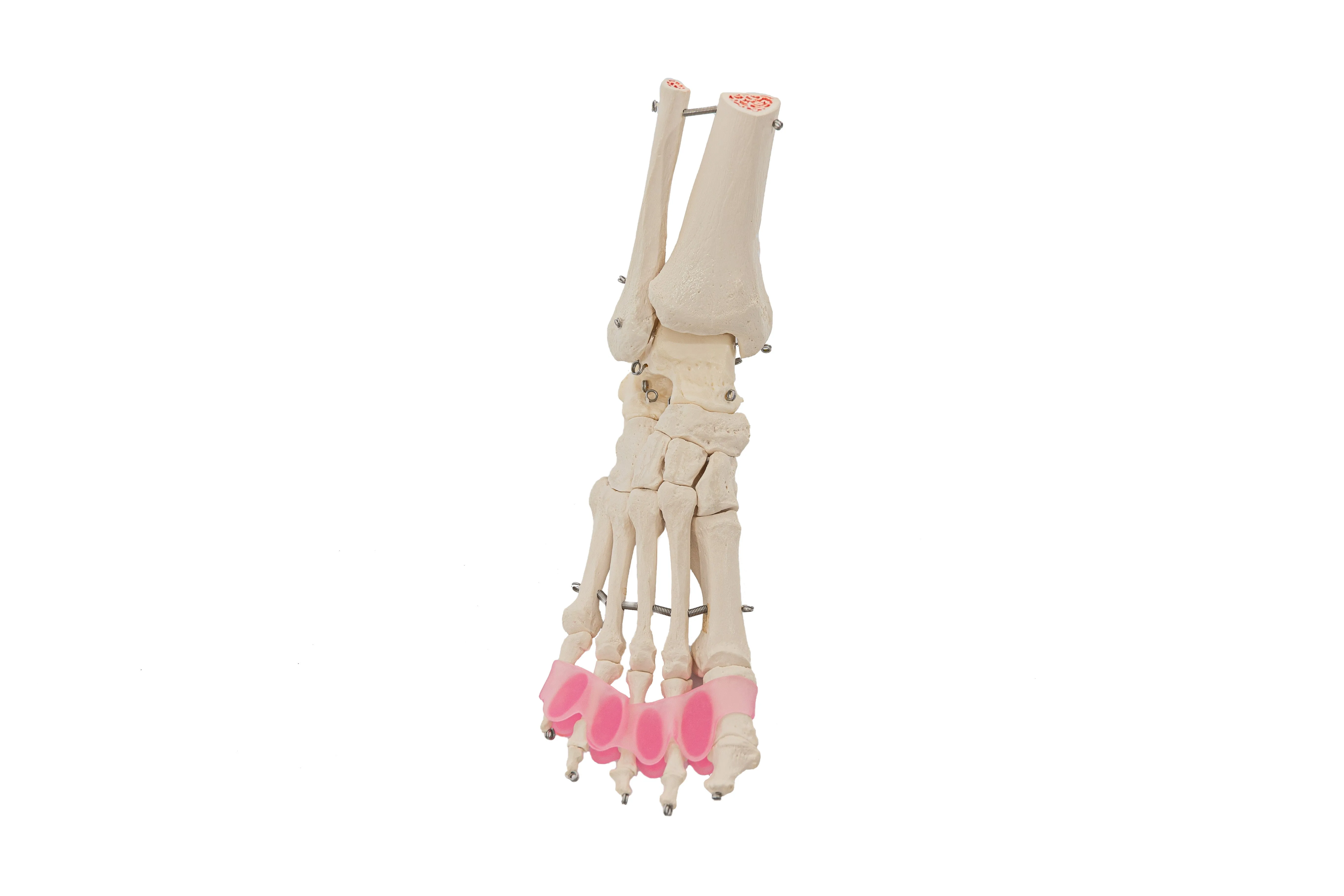 Flamingo Feet - Silicone Toe Spreaders