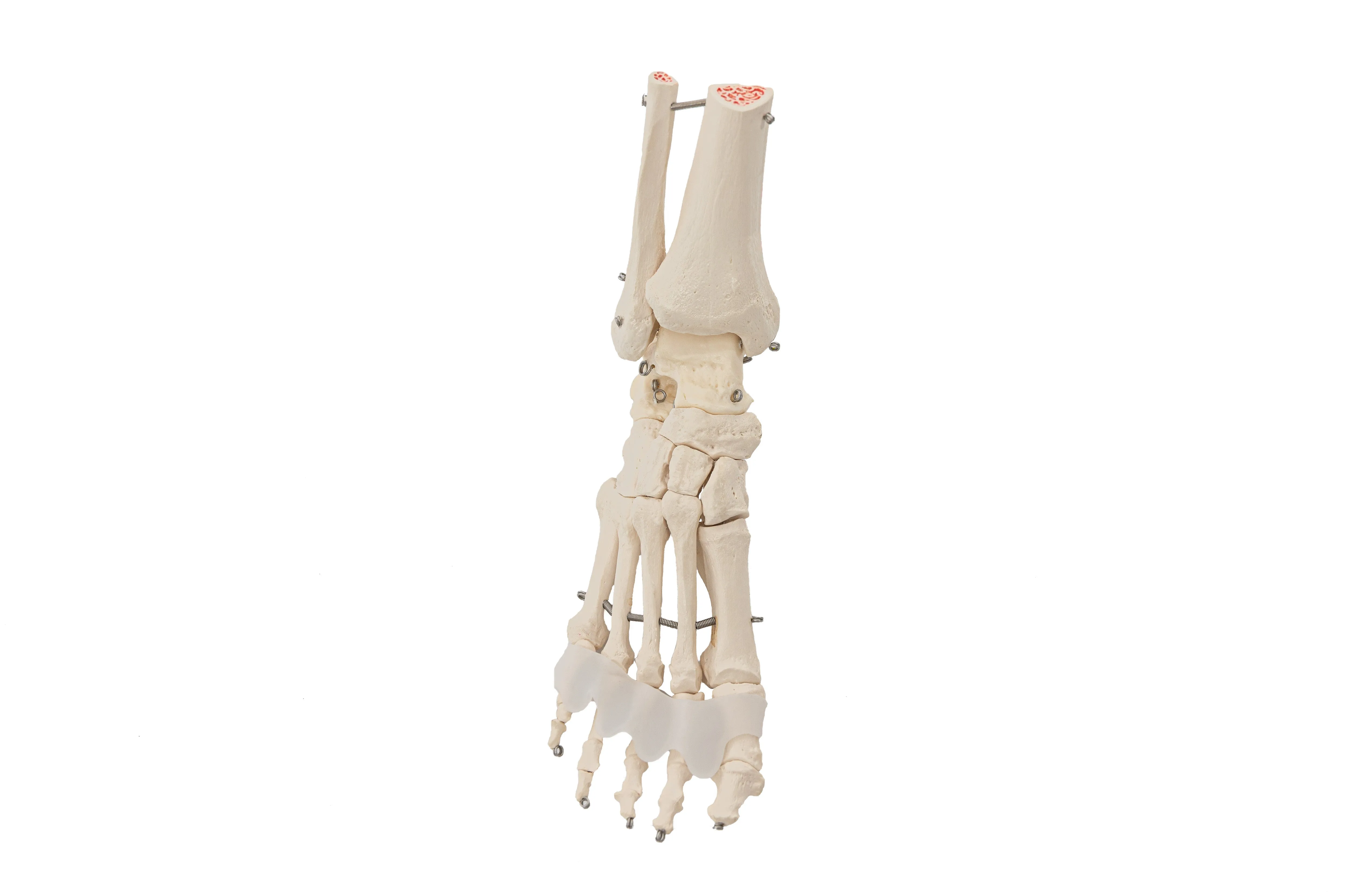 Flamingo Feet - Silicone Toe Spreaders